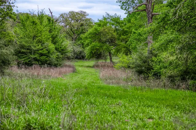 a view of a lush green space