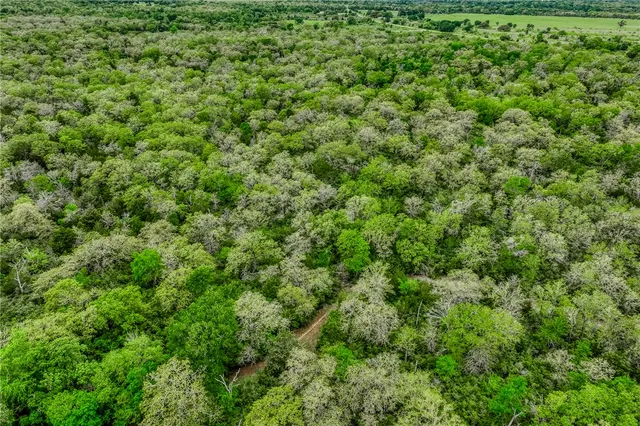 a view of a lush green forest