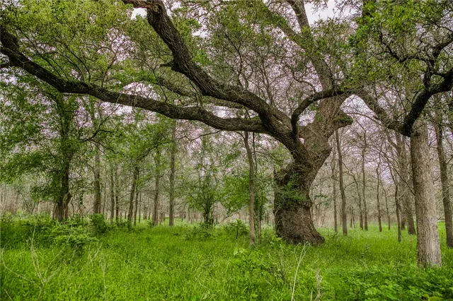 a green field with lots of trees