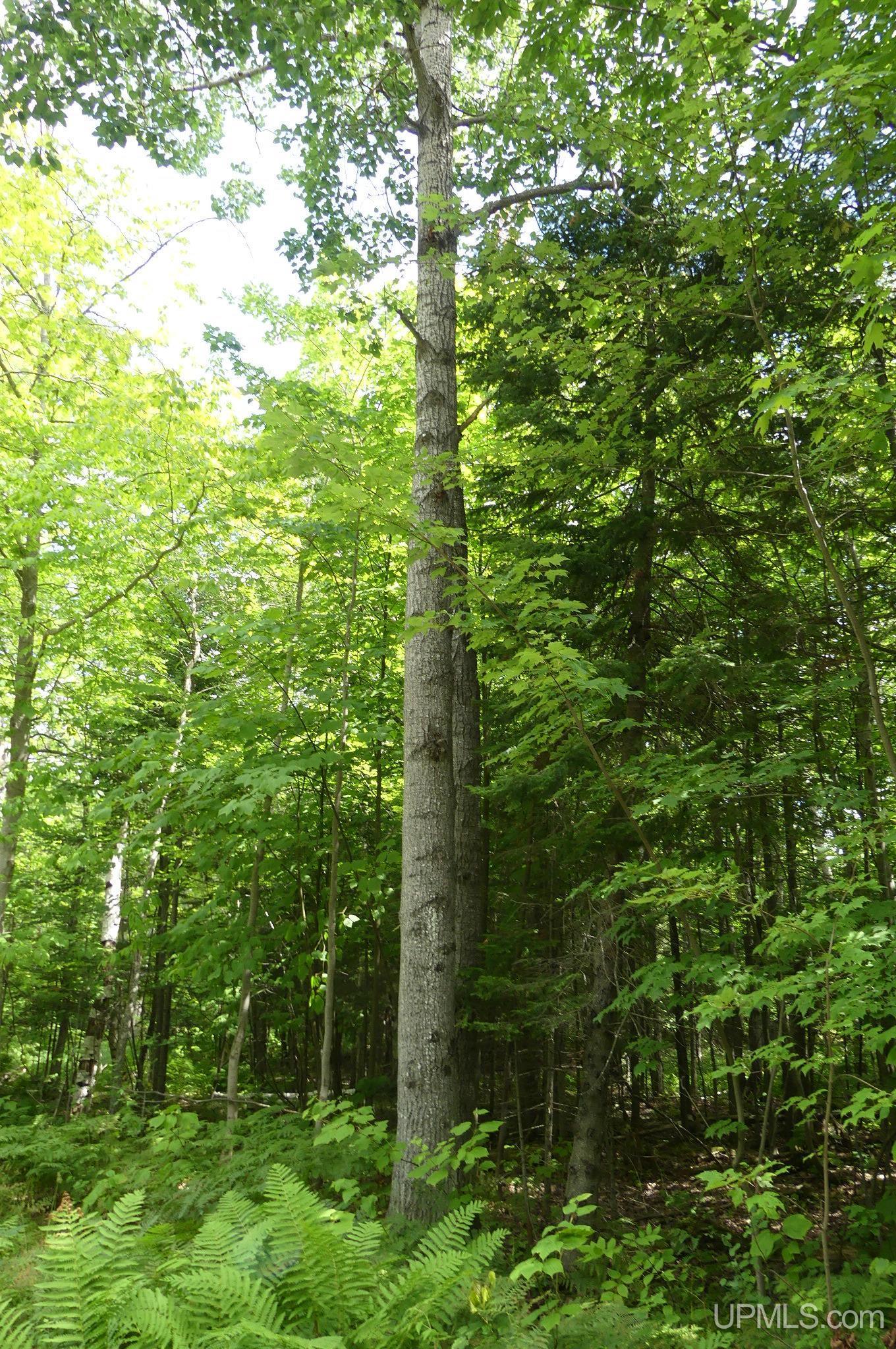 1 East Webb Road Grand Marais, MI 49839 - Photo 3 of 19 Gallery Image 3
