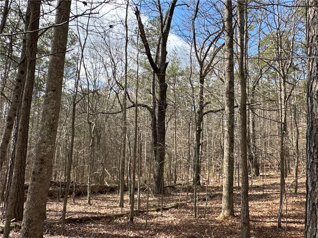 265 Evans Drive Buchanan, GA 30113 - Photo 106 of 123 a view of a forest