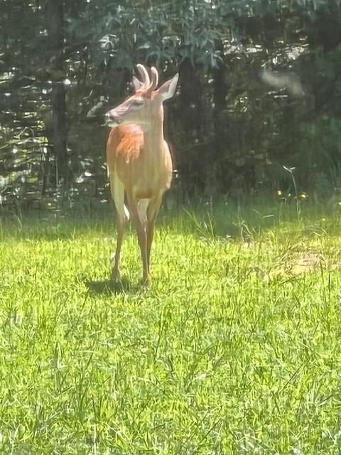 265 Evans Drive Buchanan, GA 30113 - Photo 113 of 123
