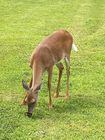 $651,000 | 265 Evans Drive, Buchanan, GA 30113