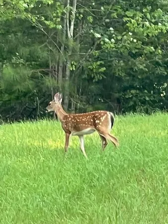 $651,000 | 265 Evans Drive, Buchanan, GA 30113