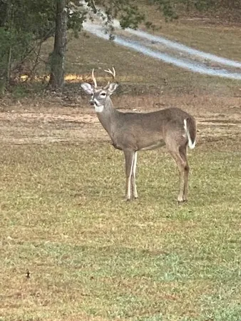 $651,000 | 265 Evans Drive, Buchanan, GA 30113