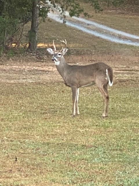 265 Evans Drive Buchanan, GA 30113 - Photo 116 of 123