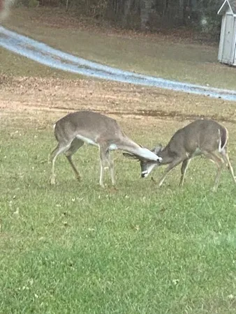 $651,000 | 265 Evans Drive, Buchanan, GA 30113