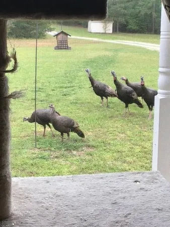 $651,000 | 265 Evans Drive, Buchanan, GA 30113