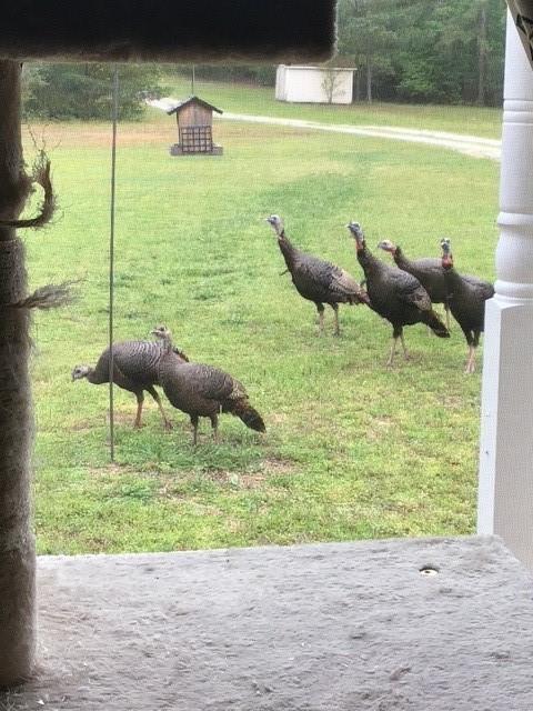 265 Evans Drive Buchanan, GA 30113 - Photo 119 of 123