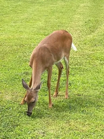 $651,000 | 265 Evans Drive, Buchanan, GA 30113