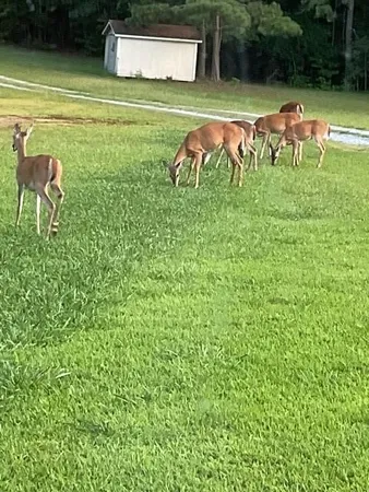 $651,000 | 265 Evans Drive, Buchanan, GA 30113