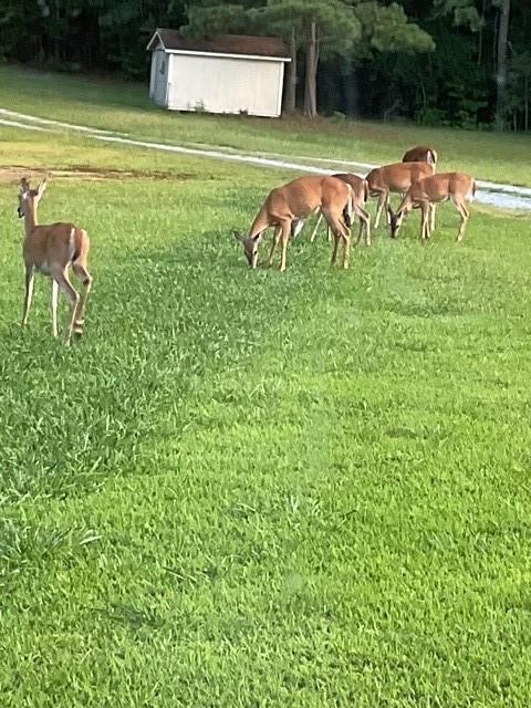 265 Evans Drive Buchanan, GA 30113 - Photo 122 of 123 a view of a table and chairs in the garden