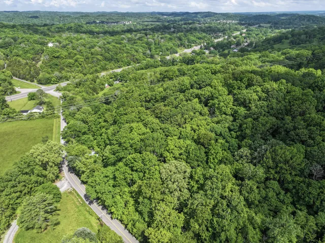 a view of a big yard with plants and large trees