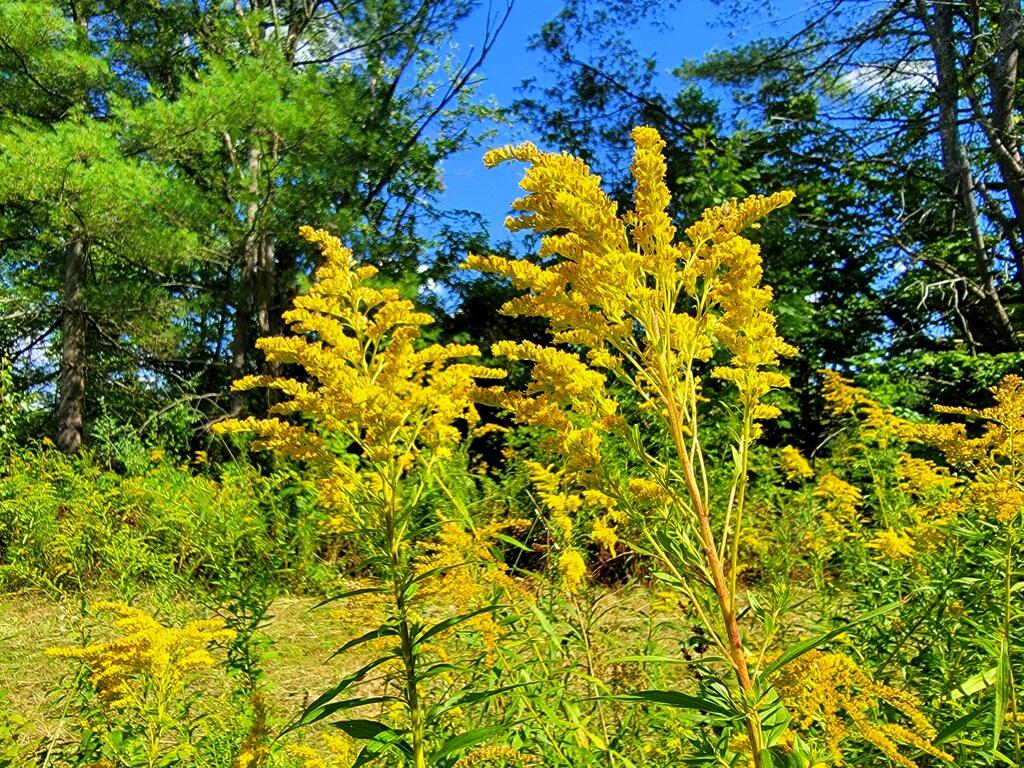 Tbd Chesterville Road Jay, ME 04239 - Photo 21 of 34 05-Flora