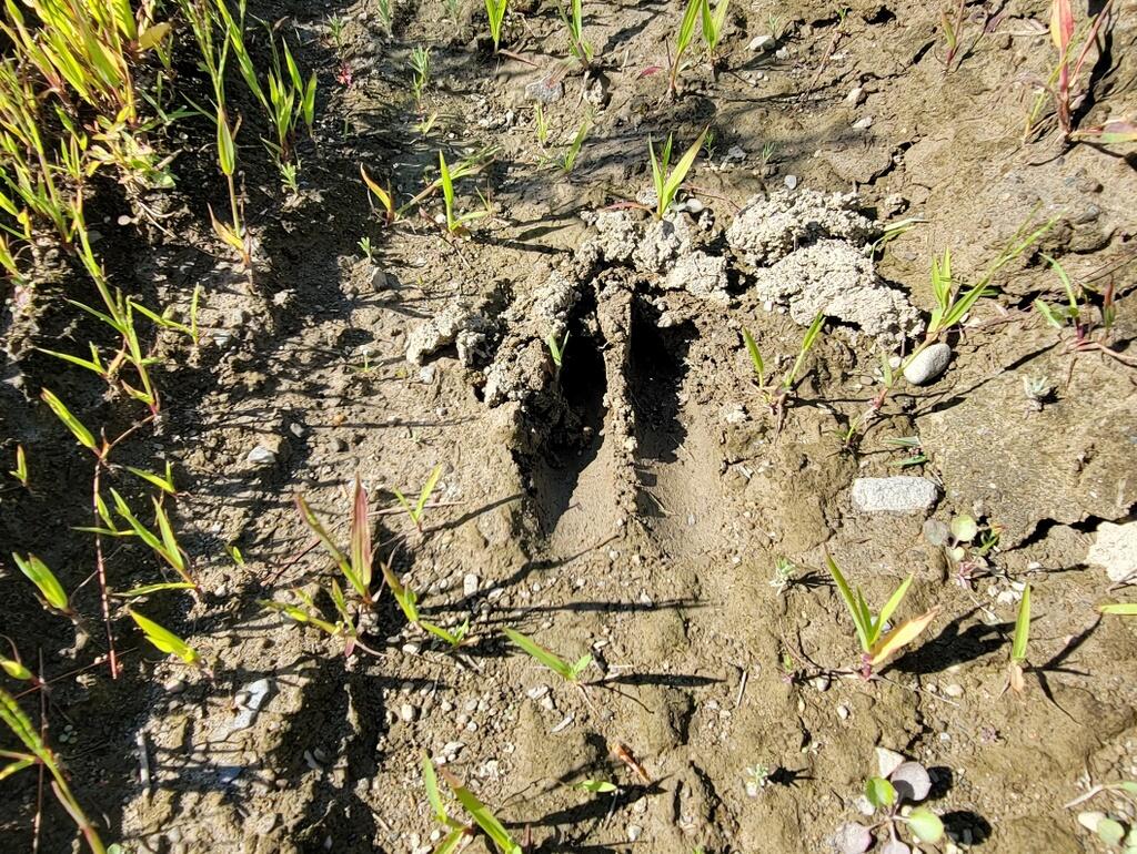 Tbd Chesterville Road Jay, ME 04239 - Photo 22 of 34 06-Wildlife