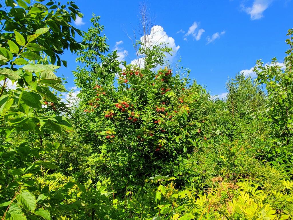 Tbd Chesterville Road Jay, ME 04239 - Photo 25 of 34 12-Flora-001