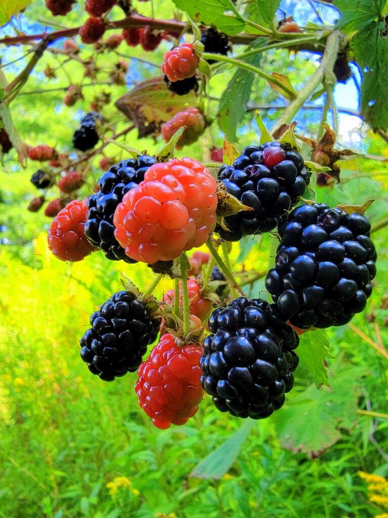 Tbd Chesterville Road Jay, ME 04239 - Photo 26 of 34 13-Blackberries-002