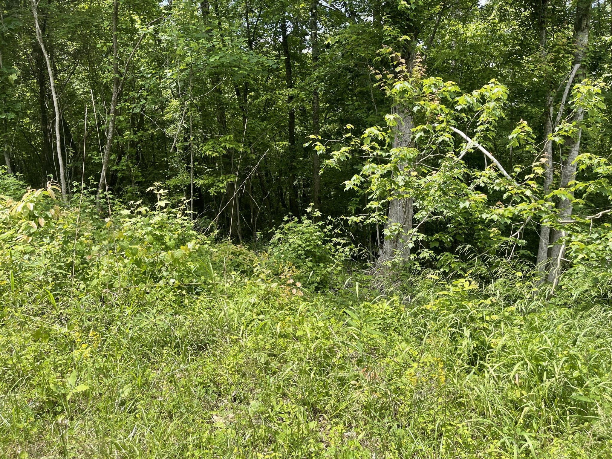 4 Tonja Lane South Soddy-Daisy, TN 37379 - Photo 4 of 5