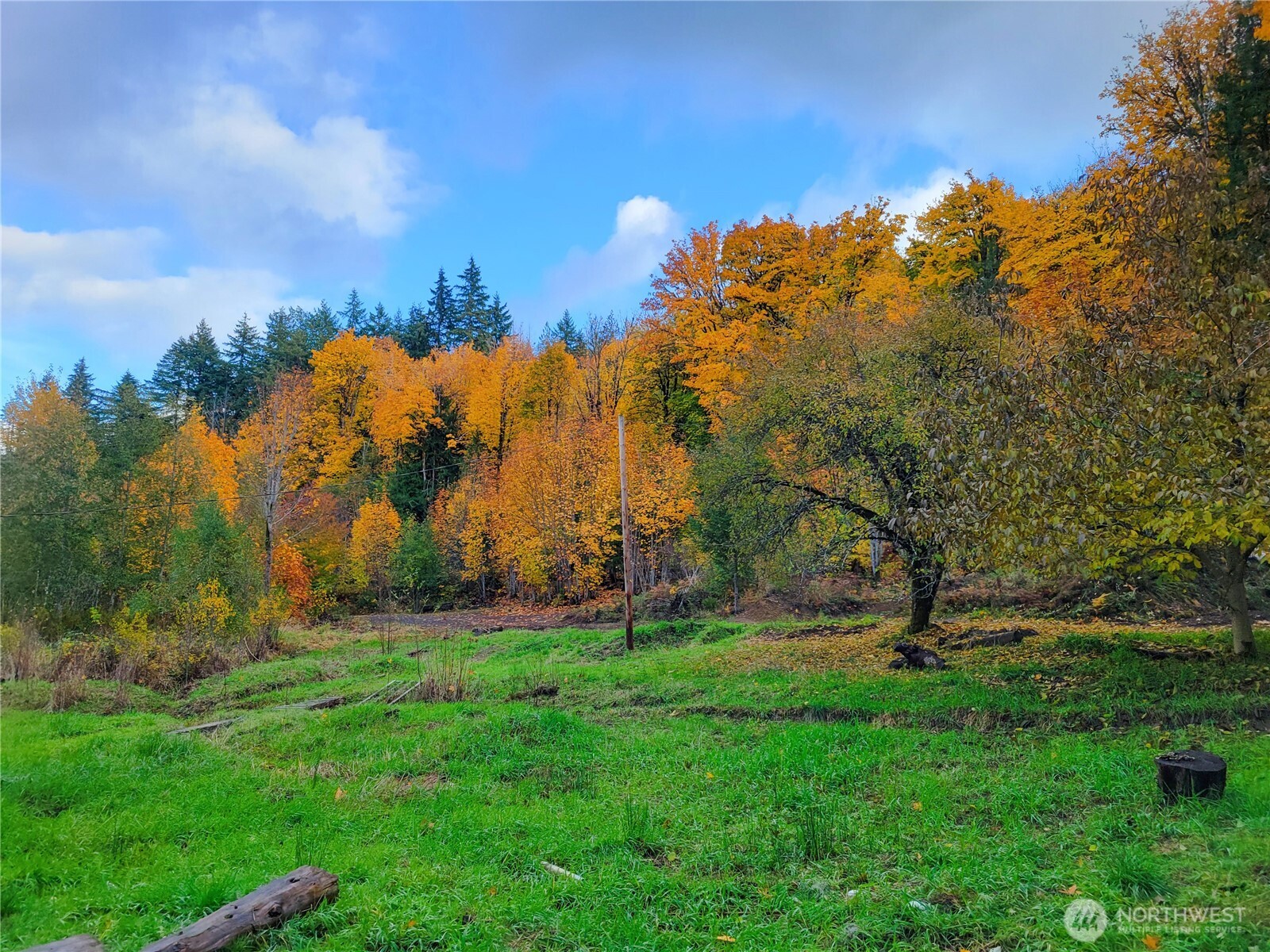 1840 West Deegan Road West Shelton, WA 98584 - Photo 11 of 24 a view of a yard with a tree
