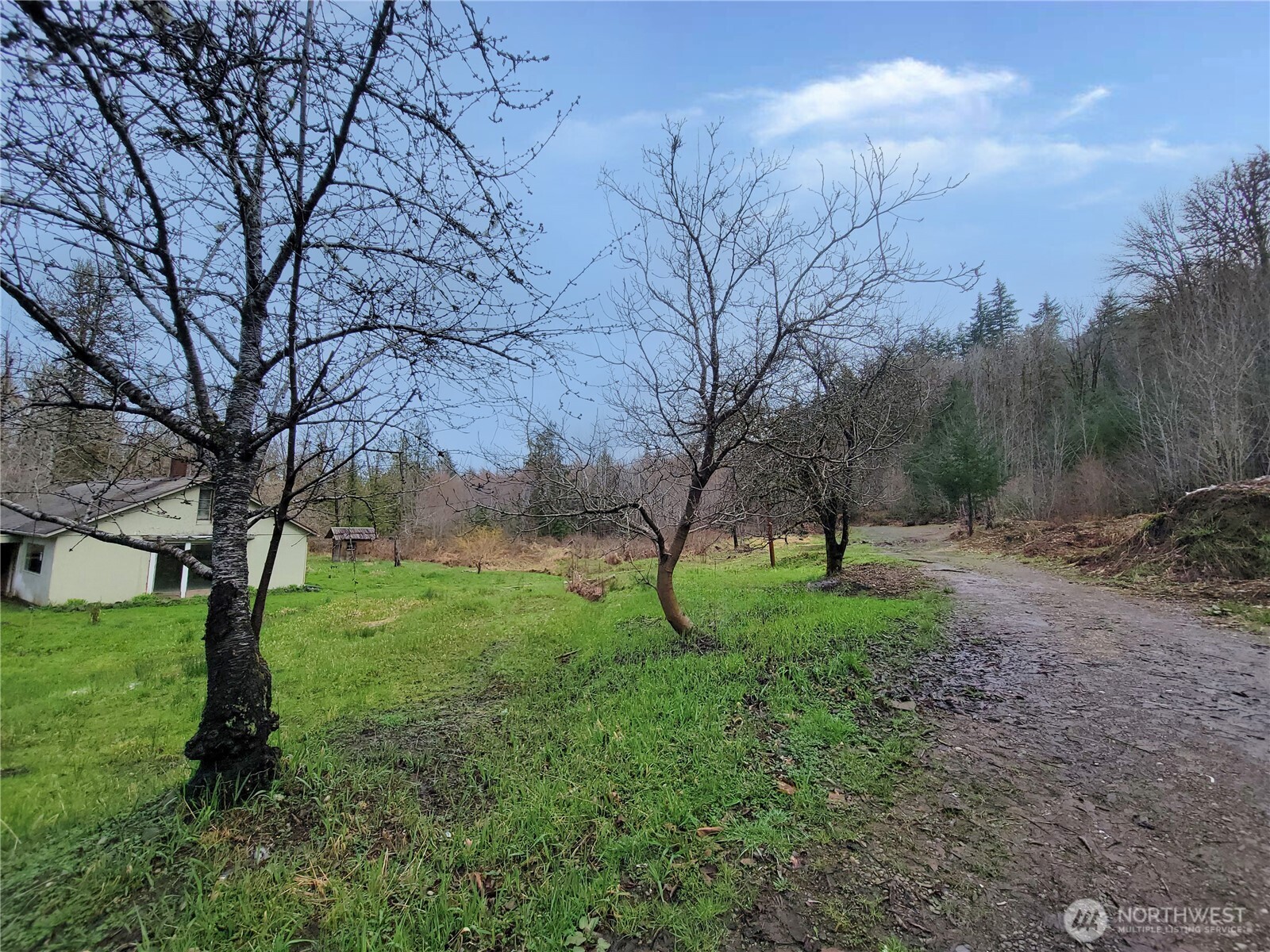 1840 West Deegan Road West Shelton, WA 98584 - Photo 15 of 24 a view of backyard with tree