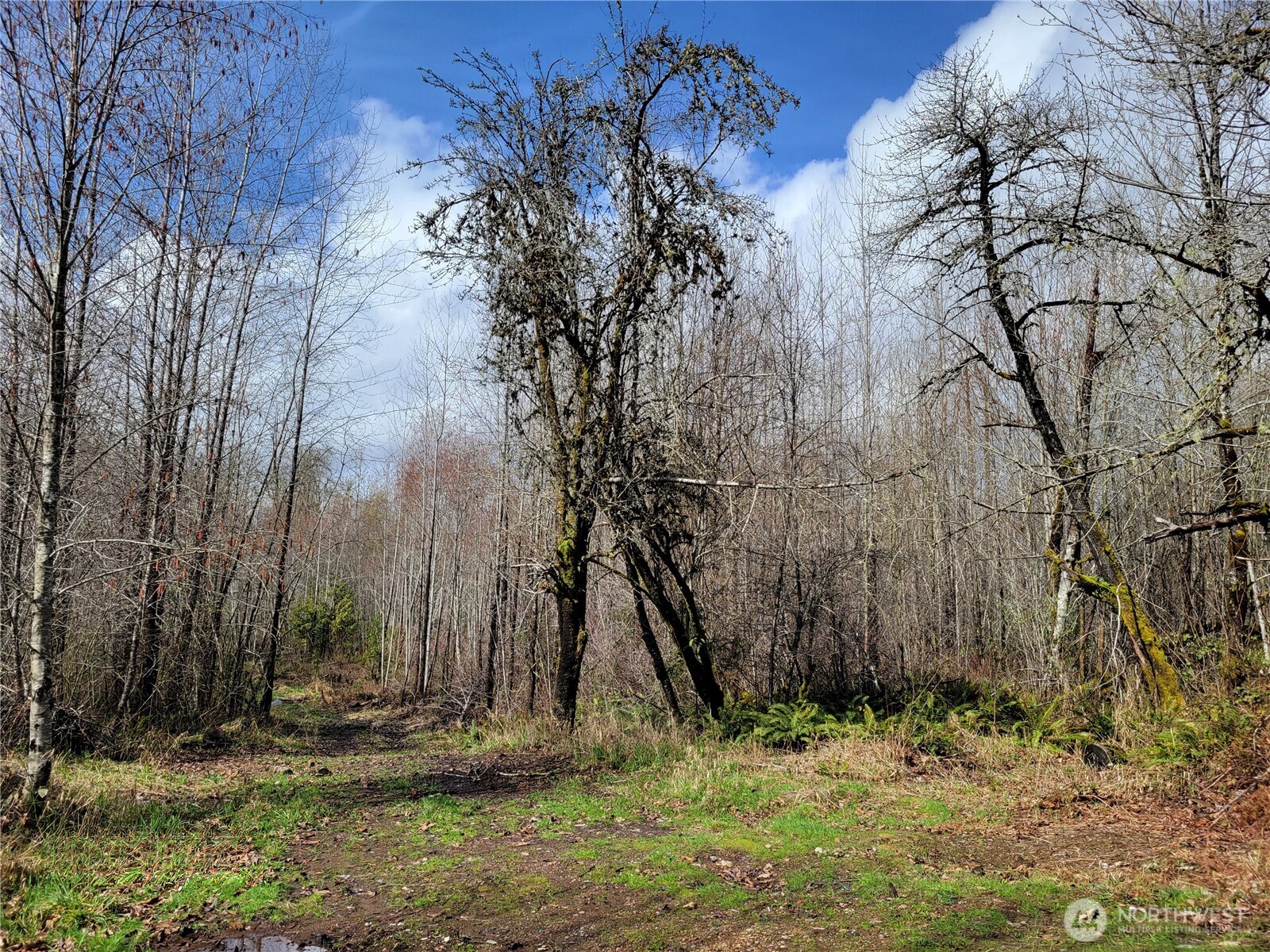 1840 West Deegan Road West Shelton, WA 98584 - Photo 24 of 24 a backyard of a house with lots of green space