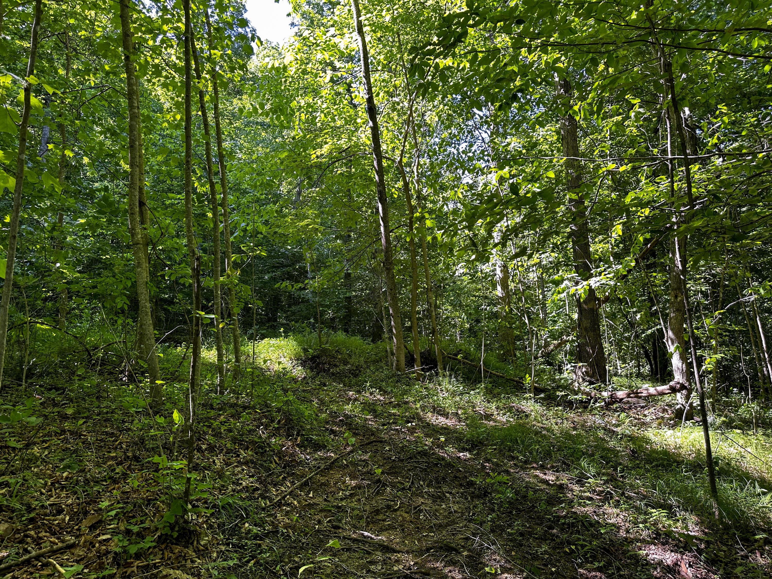 1725 Hull Road, Unit TRACT 4 WOODS WAYNE FOREST) Patriot, OH 45658 - Photo 33 of 45 20240607_145513302_iOS