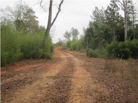 0 Andrew Milling Road Union, MS 39327 - Photo 3 of 10 Photo 3