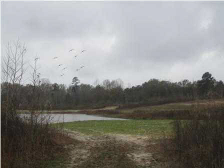 0 Andrew Milling Road Union, MS 39327 - Photo 6 of 10 Photo 6