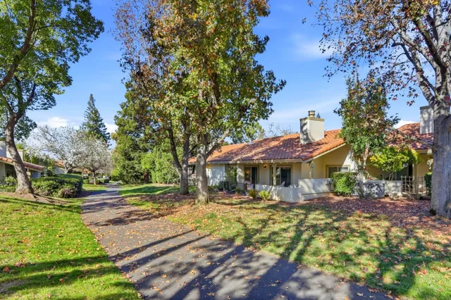 a view of a yard with plants and large trees