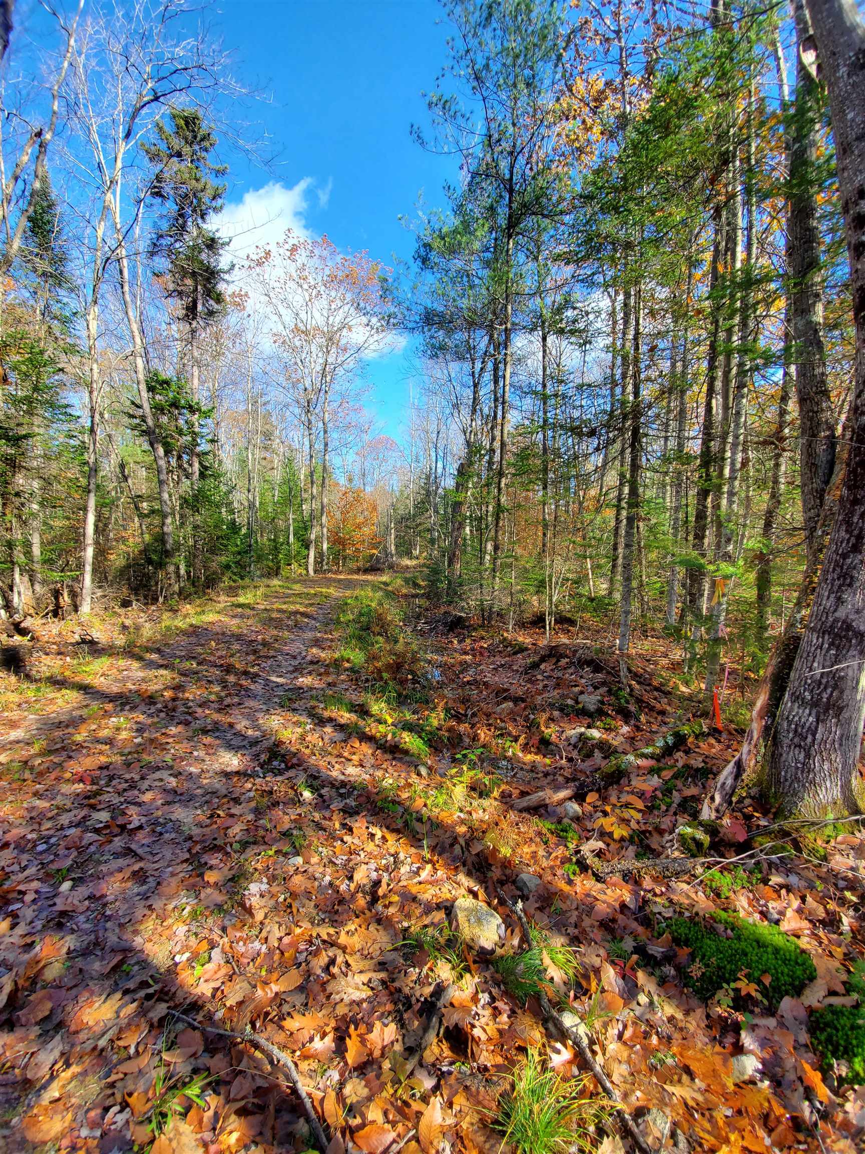 0 Phelps Road Springfield, NH 03284 - Photo 4 of 8