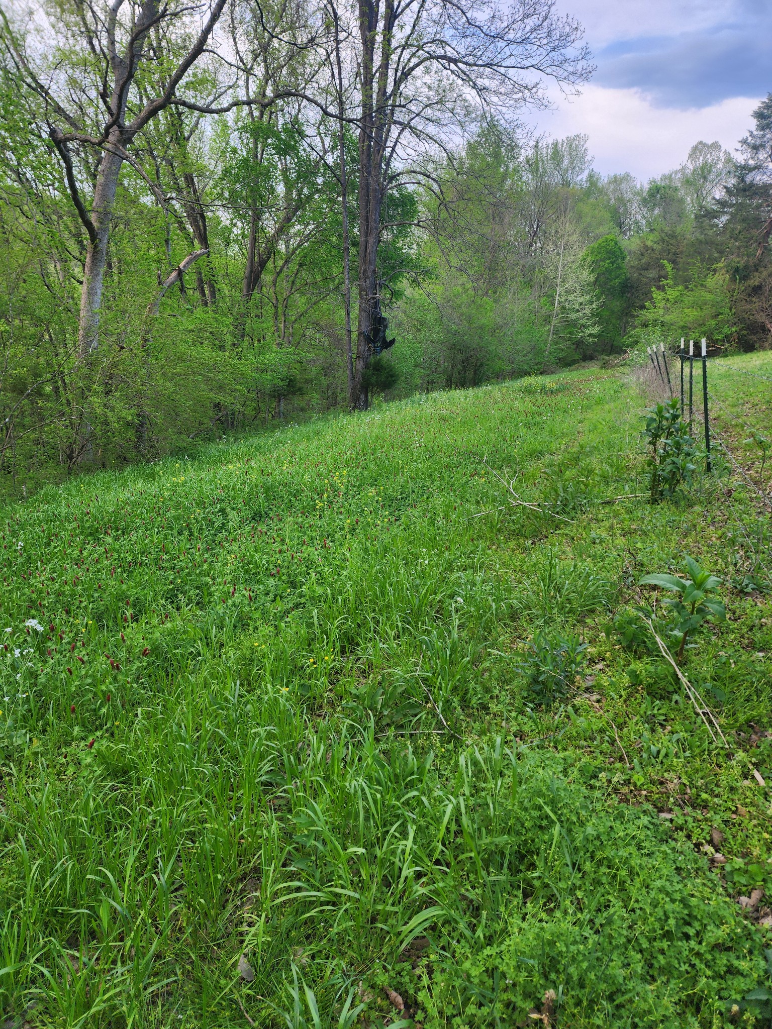 994 WB Summers Road Stewart, TN 37175 - Photo 17 of 26 a view of a green field with lots of bushes