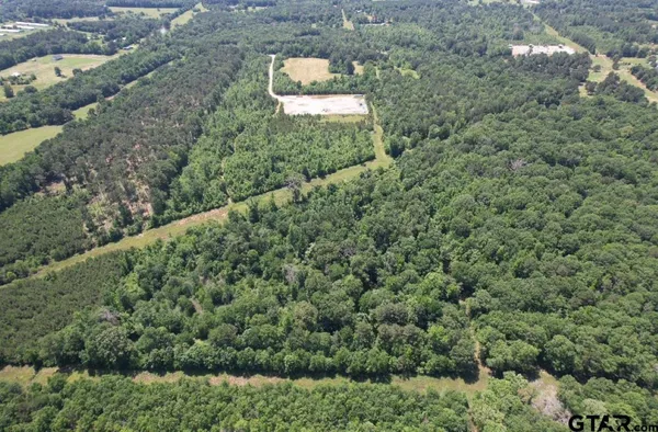 a view of a forest that has a tree