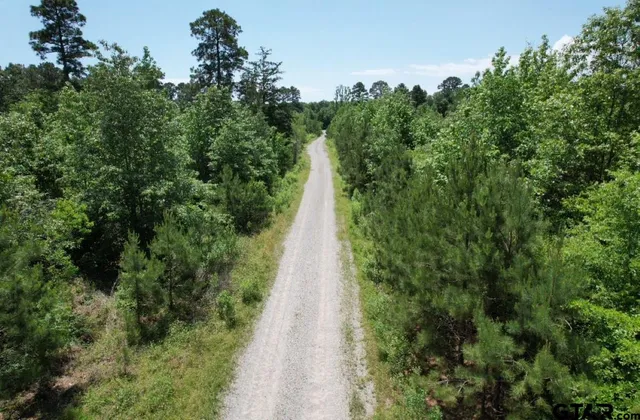 a view of a forest with a street