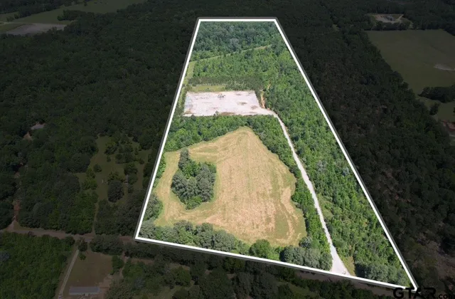 a view of a forest with lots of trees