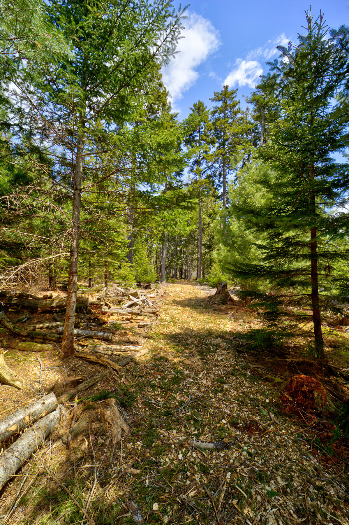 Tbd Castine Road Castine, ME 04421 - Photo 14 of 18 Castino Land 16