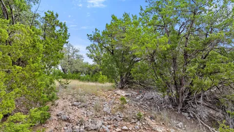 a view of a forest with trees in front of it