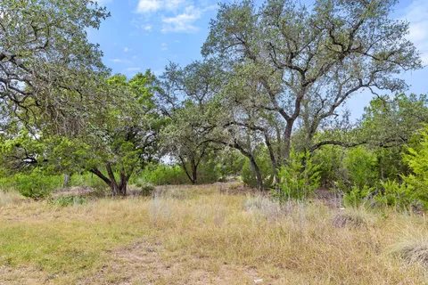 a view of a lush green forest with large trees