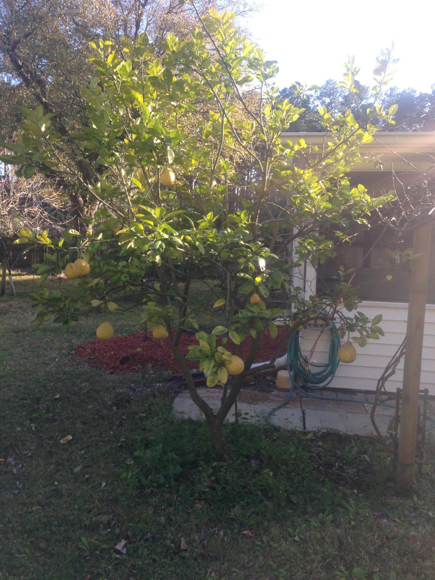 5715 Hickson Road Jacksonville, FL 32216 - Photo 6 of 23 More Fruit Trees in the Backyard!