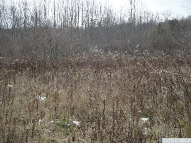 0 Roney Road Rensselaerville, NY 12147 - Photo 7 of 10 a view of a dry yard with trees