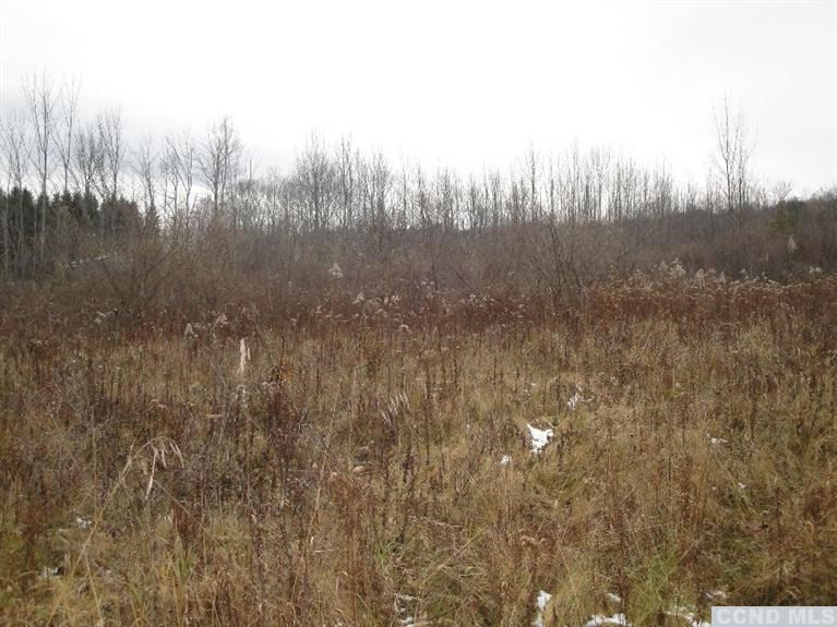 0 Roney Road Rensselaerville, NY 12147 - Photo 8 of 10 a view of a yard