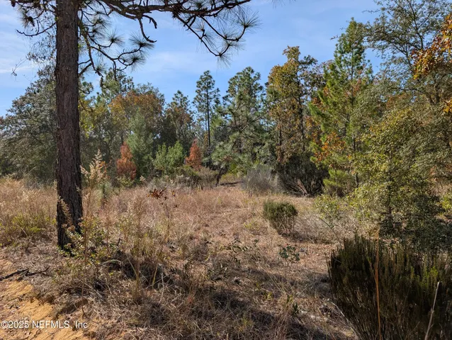 a view of a forest with trees in the background