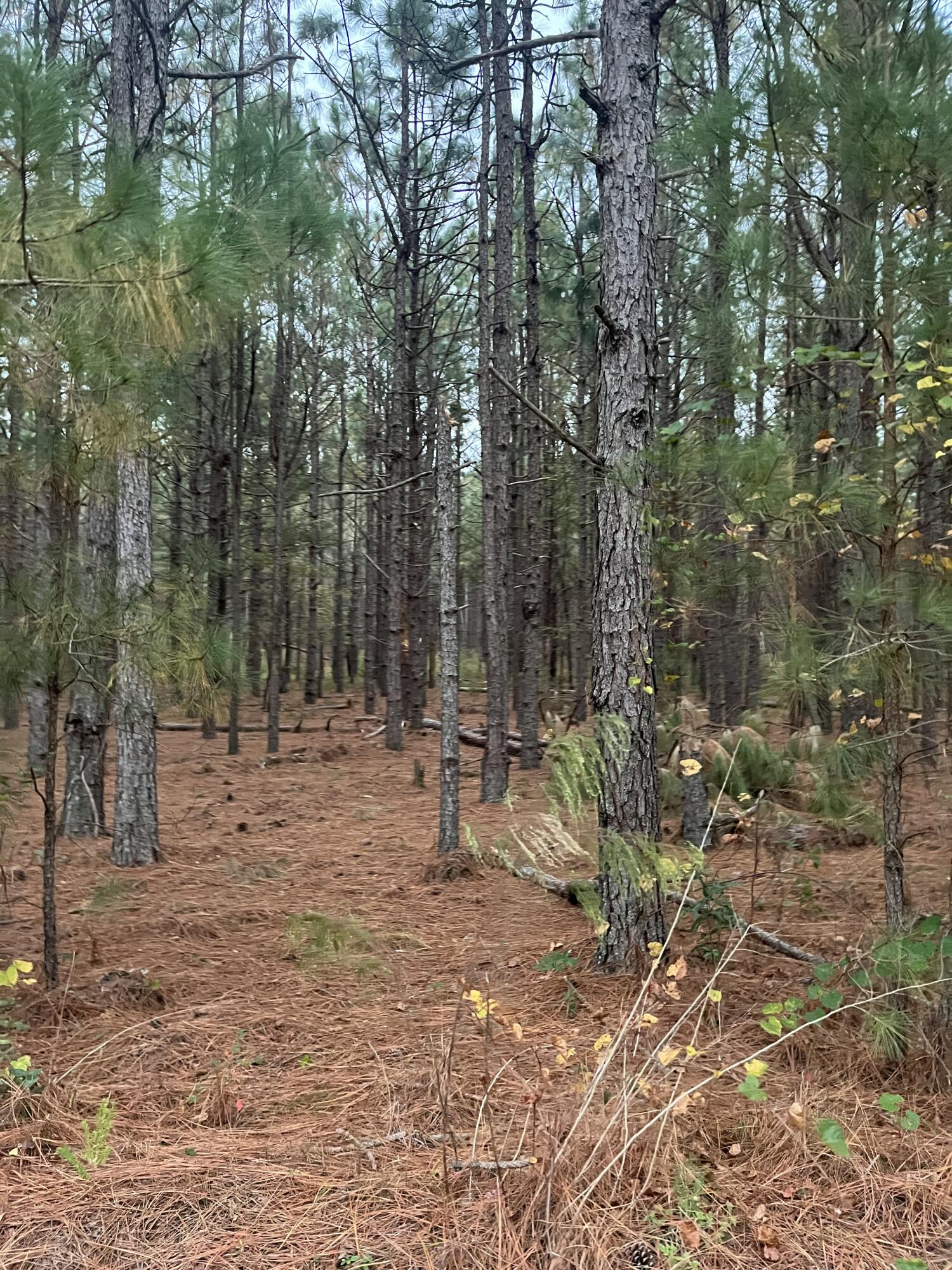 3 Wagener Road, Unit DH 3 Salley, SC 29137 - Photo 7 of 9