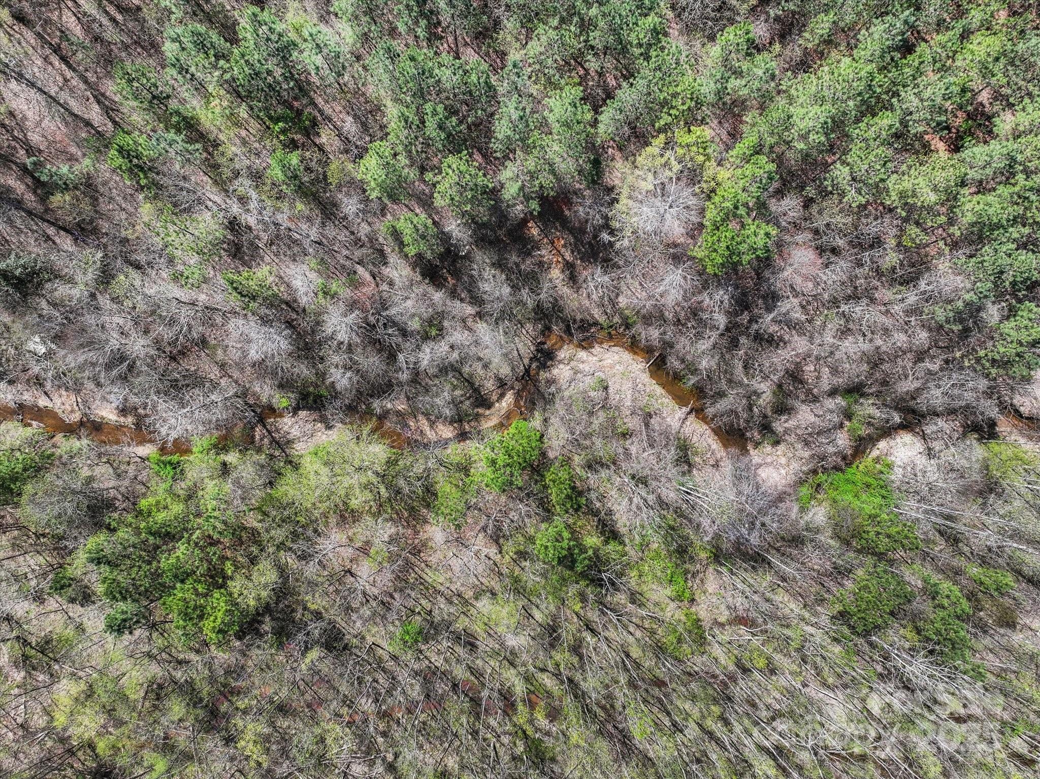 2122 Hewitt Road Claremont, NC 28610 - Photo 4 of 20 a view of a forest with plants and trees