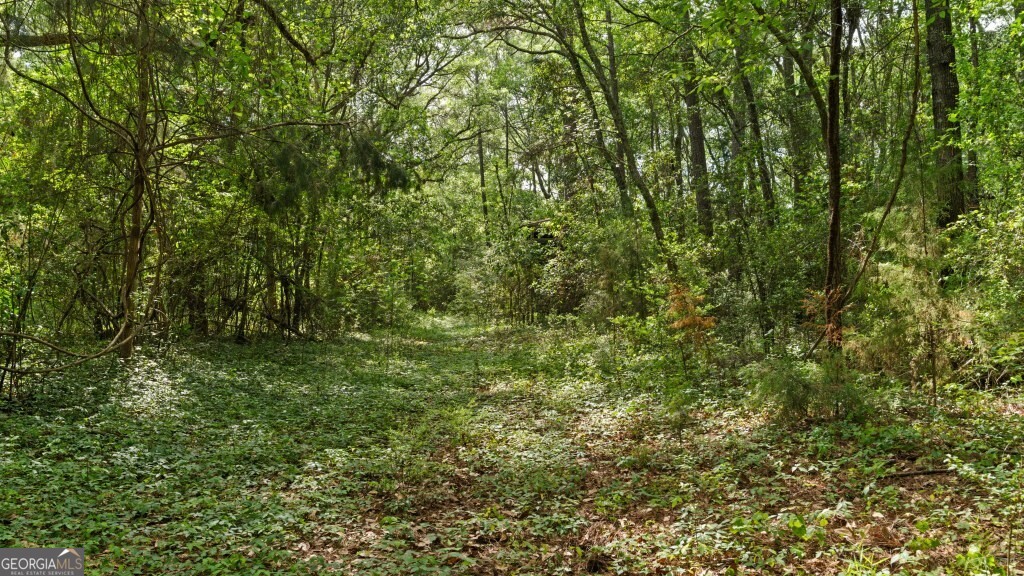 0 Coakley And Slade Avenue Albany, GA 31721 - Photo 4 of 21 a view of a lush green forest