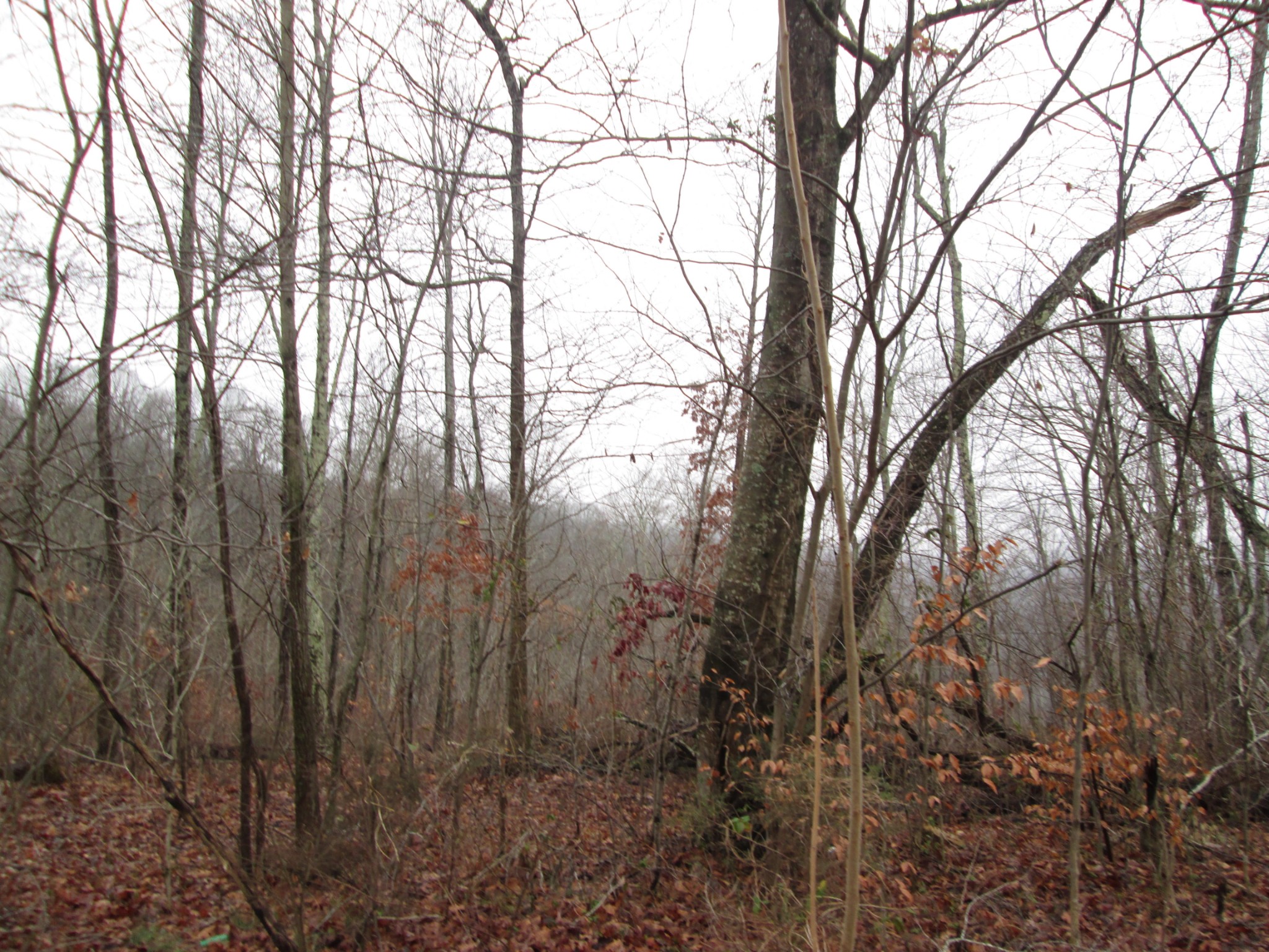 368 Coconut Ridge Road Smithville, TN 37166 - Photo 2 of 2 Gallery Image 2