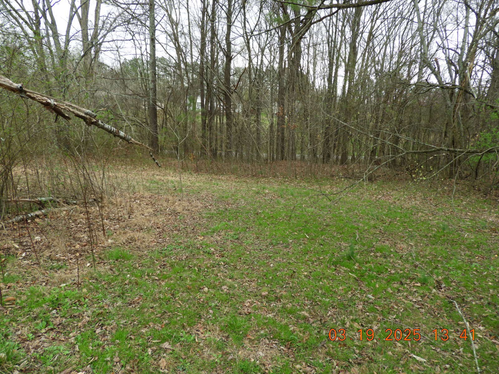 701 Oak Grove Road Goodspring, TN 38460 - Photo 12 of 17 a view of a yard with a tree
