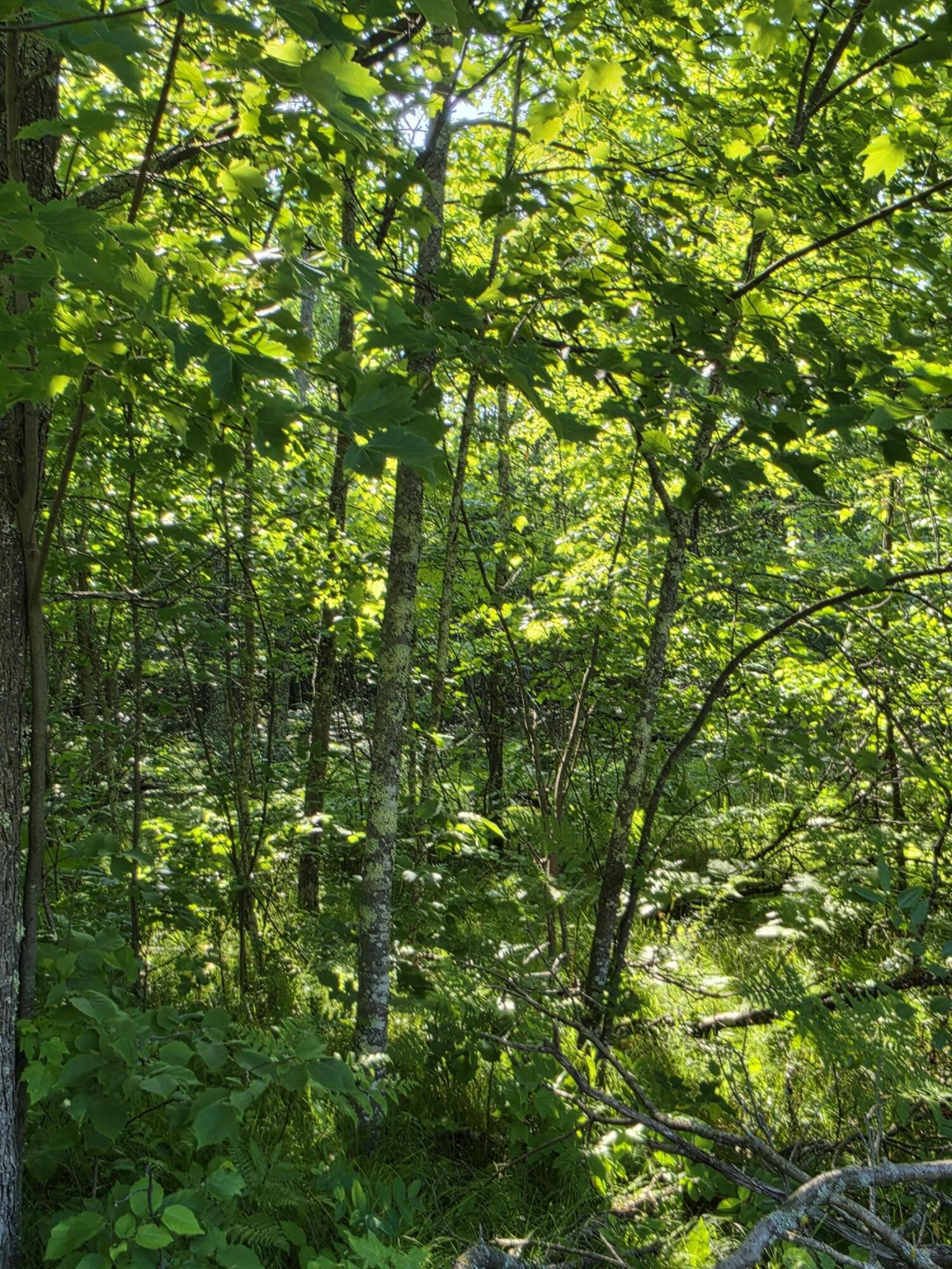 4.62-acres Oak Ridge Road Amberg, WI 54102 - Photo 7 of 7 095a0305-3de2-49c4-8e6b-56ba677fc181-1_a