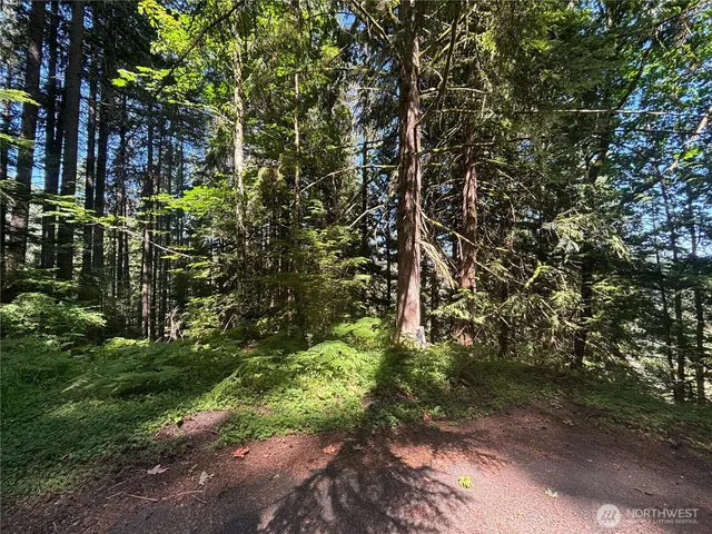 a view of a yard with plants and trees