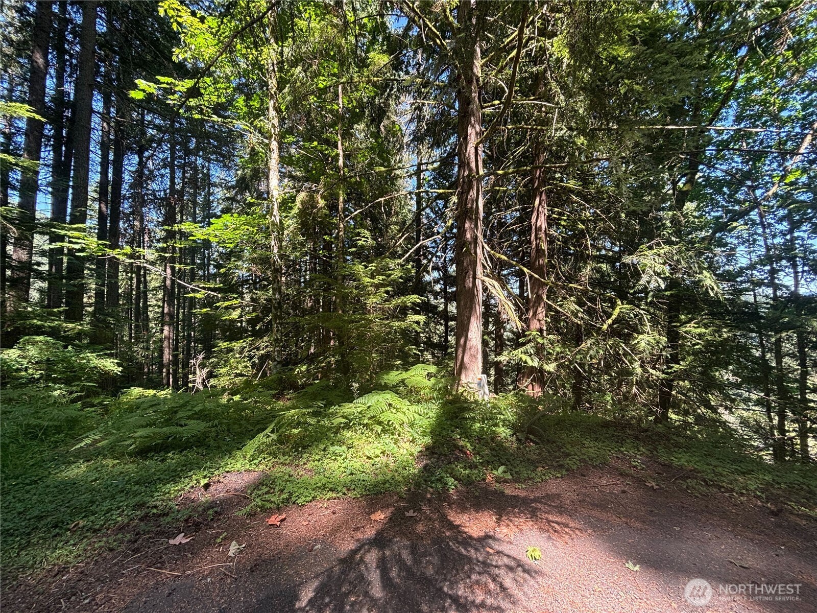 a view of a yard with plants and trees
