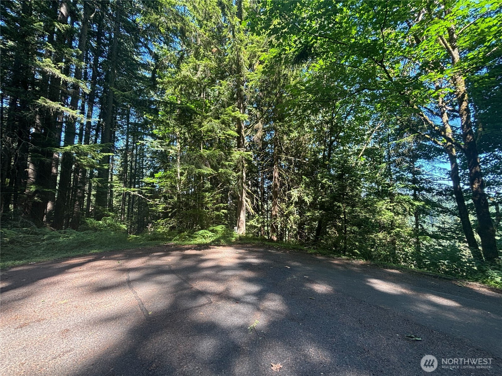 21 Clematis Lane Bellingham, WA 98229 - Photo 2 of 4 a view of a yard with a trees